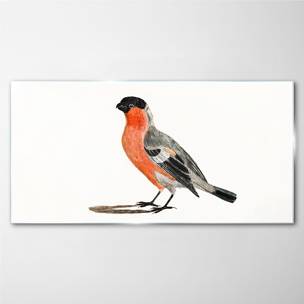 Glasbild Robin vor einem weißen Hintergrund
