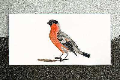 Glasbild Robin vor einem weißen Hintergrund