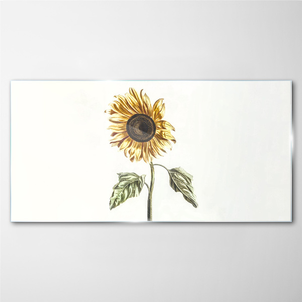 Bild auf glas Sonnenblume Blume auf weißem Hintergrund