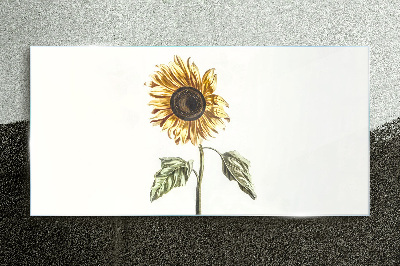 Bild auf glas Sonnenblume Blume auf weißem Hintergrund