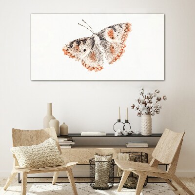 Glasbild Schmetterling auf weißem Hintergrund