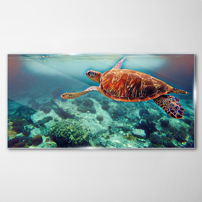 Bild auf glas Schildkröte in ruhigen Gewässern