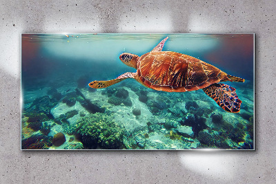 Bild auf glas Schildkröte in ruhigen Gewässern
