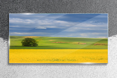 Glasbild Gelbe Felder unter blauem Himmel