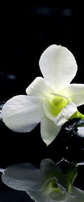 Rollo Orchideen