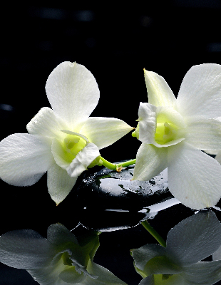 Rollo Orchideen