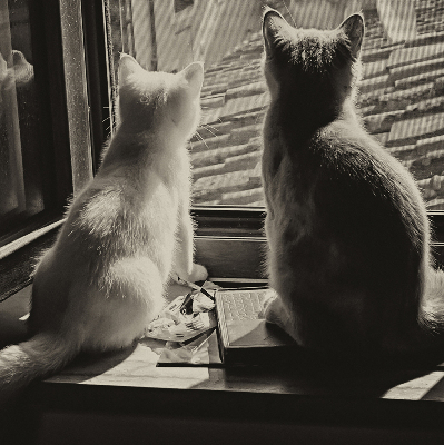 Verdunkelungsrollo Katzen im Fenster