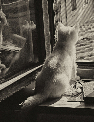 Verdunkelungsrollo Katzen im Fenster