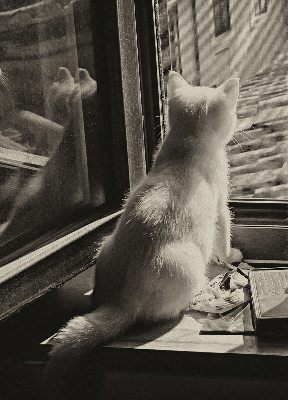 Verdunkelungsrollo Katzen im Fenster