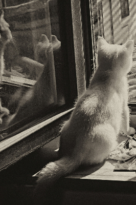 Verdunkelungsrollo Katzen im Fenster