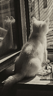 Verdunkelungsrollo Katzen im Fenster
