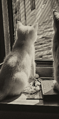 Verdunkelungsrollo Katzen im Fenster