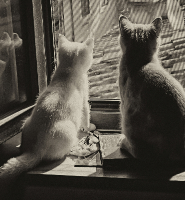 Verdunkelungsrollo Katzen im Fenster