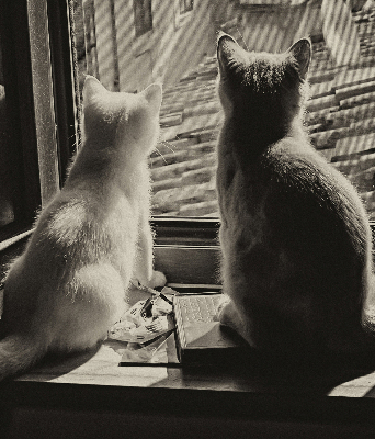 Verdunkelungsrollo Katzen im Fenster