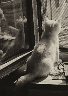 Verdunkelungsrollo Katzen im Fenster