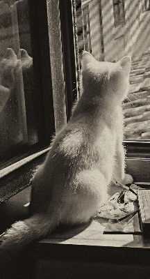 Verdunkelungsrollo Katzen im Fenster