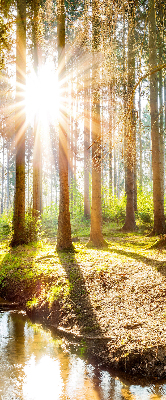 Rollo Die Sonne scheint durch die Bäume