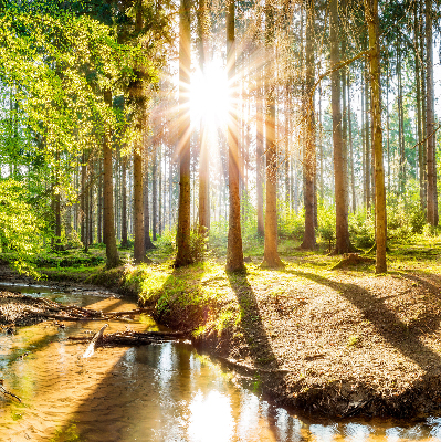 Rollo Die Sonne scheint durch die Bäume