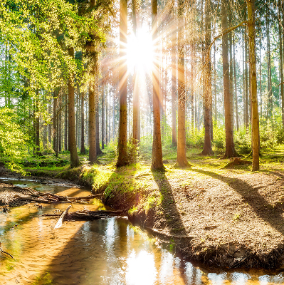 Rollo Die Sonne scheint durch die Bäume