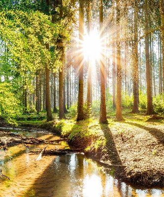 Rollo Die Sonne scheint durch die Bäume