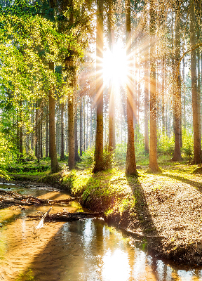 Rollo Die Sonne scheint durch die Bäume