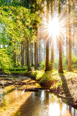 Rollo Die Sonne scheint durch die Bäume