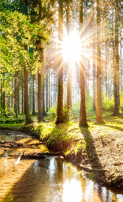 Rollo Die Sonne scheint durch die Bäume