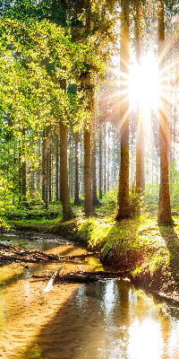 Rollo Die Sonne scheint durch die Bäume