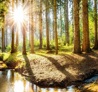 Rollo Die Sonne scheint durch die Bäume