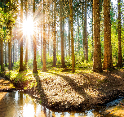 Rollo Die Sonne scheint durch die Bäume