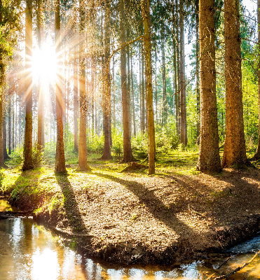 Rollo Die Sonne scheint durch die Bäume