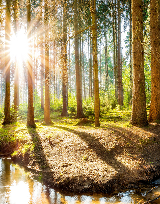 Rollo Die Sonne scheint durch die Bäume
