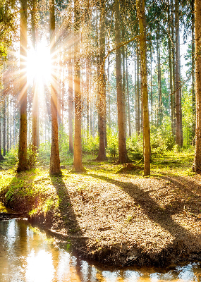 Rollo Die Sonne scheint durch die Bäume