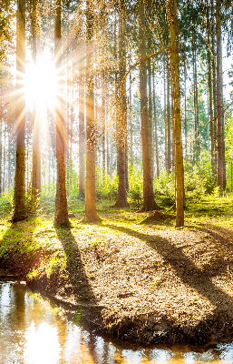 Rollo Die Sonne scheint durch die Bäume