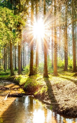 Rollo Die Sonne scheint durch die Bäume