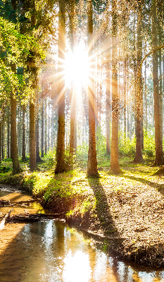 Rollo Die Sonne scheint durch die Bäume