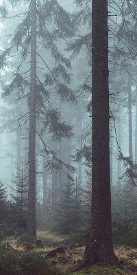 Fensterrollo Wald bei Nacht