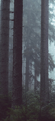 Fensterrollo Wald bei Nacht