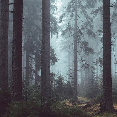 Fensterrollo Wald bei Nacht