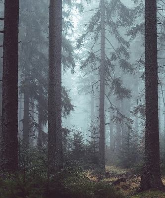 Fensterrollo Wald bei Nacht