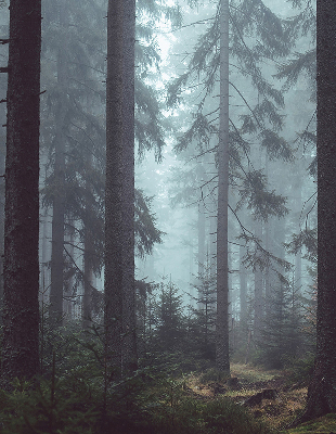 Fensterrollo Wald bei Nacht