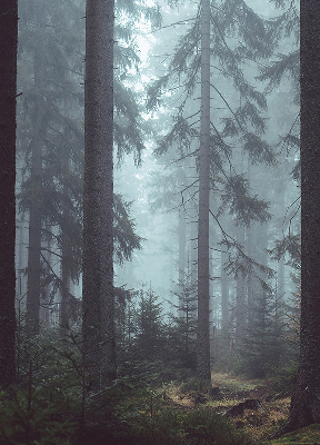 Fensterrollo Wald bei Nacht