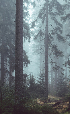 Fensterrollo Wald bei Nacht