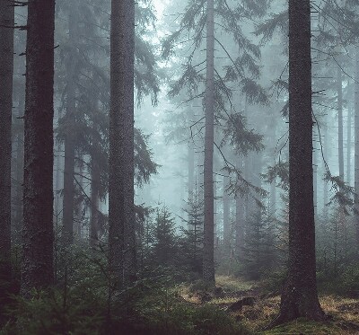 Fensterrollo Wald bei Nacht