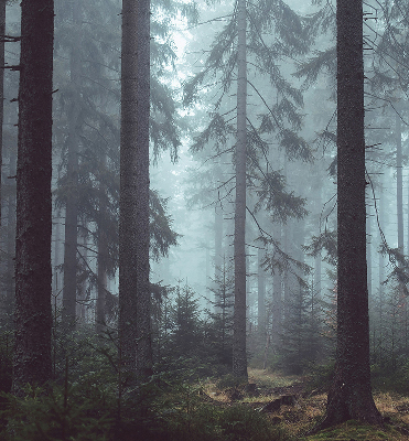 Fensterrollo Wald bei Nacht