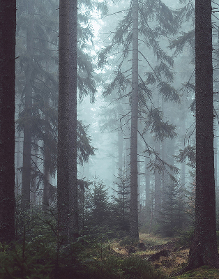 Fensterrollo Wald bei Nacht