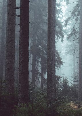 Fensterrollo Wald bei Nacht