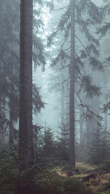 Fensterrollo Wald bei Nacht