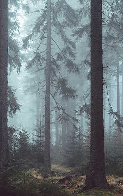 Fensterrollo Wald bei Nacht