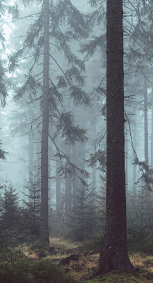 Fensterrollo Wald bei Nacht